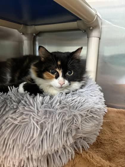 Willow - Domestic Medium Hair cat available for adoption at Ontario SPCA (Toronto Area) in Whitby