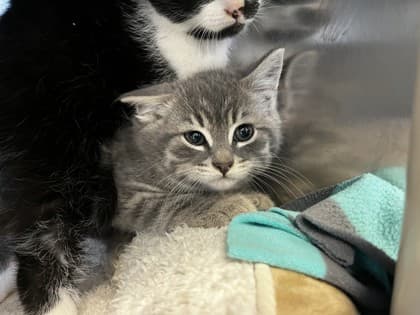 Nemo - Domestic Shorthair cat available for adoption at Ontario SPCA (Toronto Area) in Toronto