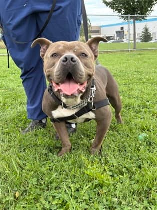 Piglet - Bulldog, American available for adoption in Ontario