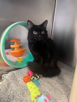 Lucien - Domestic Shorthair cat available for adoption at Ontario SPCA (Toronto Area) in Whitby