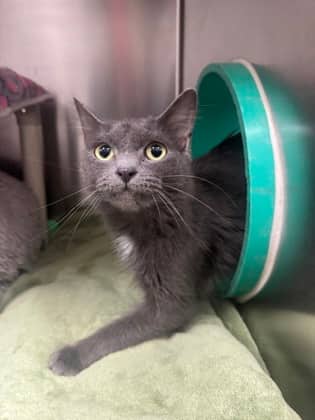 Boo - Domestic Medium Hair cat available for adoption at Ontario SPCA (Toronto Area) in Whitby