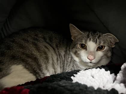 Rexi - Domestic Shorthair available for adoption