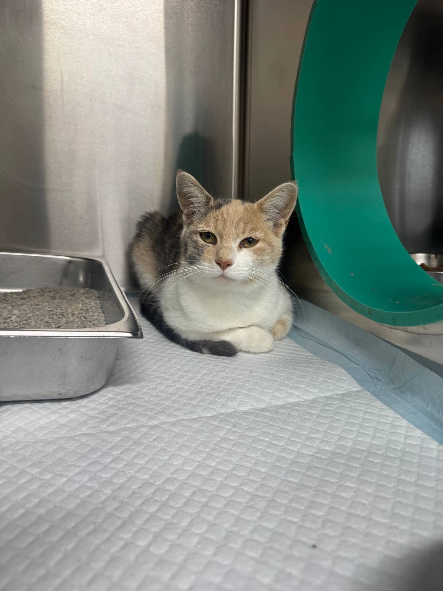 Lala - Domestic Shorthair cat available for adoption in Calgary