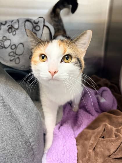 Kylie - Domestic Shorthair available for adoption