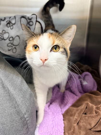 Kylie - Domestic Shorthair available for adoption