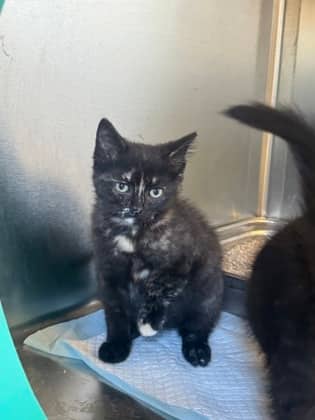 Bo-Peep - Domestic Shorthair cat available for adoption at Ontario SPCA (Toronto Area) in Whitby