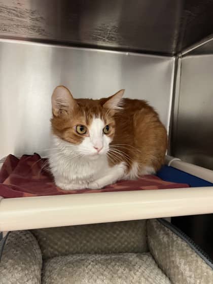 Mickey - Domestic Medium Hair cat available for adoption at Ontario SPCA (Toronto Area) in Whitby
