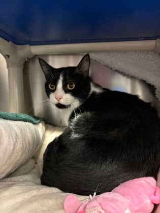 Mr. Tilder - Domestic Shorthair available for adoption