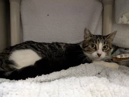 Dolly Purrton - Domestic Shorthair available for adoption