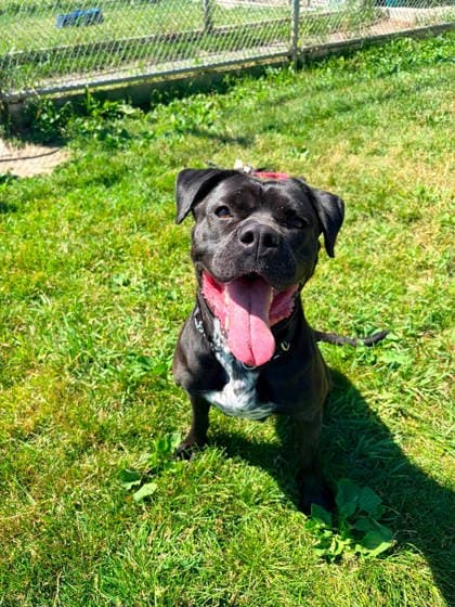 Whitney - Boxer available for adoption at Ontario SPCA (Toronto Area) in Toronto