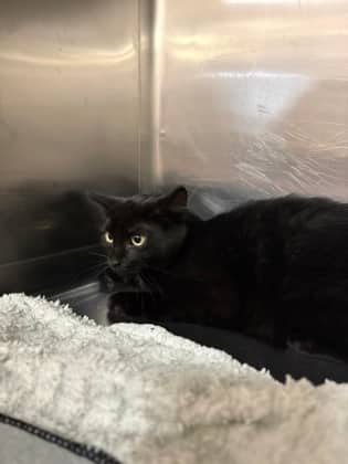 Guacamole - Domestic Shorthair available for adoption