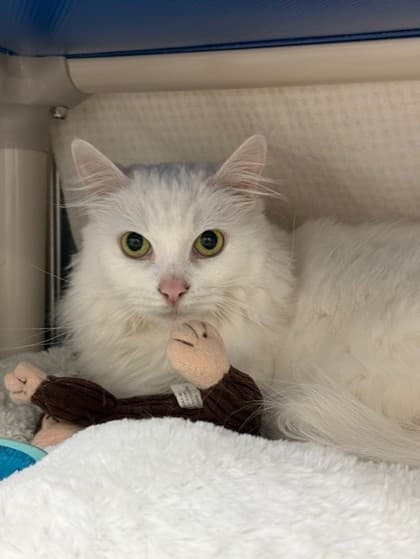 Darcy - Domestic Medium Hair cat available for adoption in Calgary