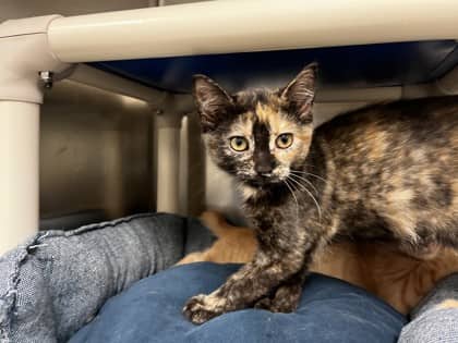 Wendy - Domestic Shorthair available for adoption