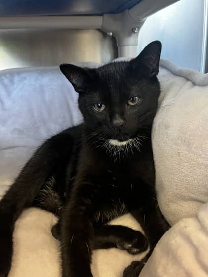 George - Domestic Shorthair cat available for adoption at Ontario SPCA (Toronto Area) in Toronto