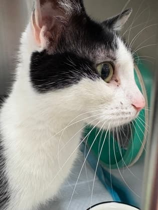 Aspen - Domestic Shorthair cat available for adoption at Ontario SPCA (Toronto Area) in Toronto