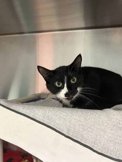 Marley - Domestic Shorthair available for adoption