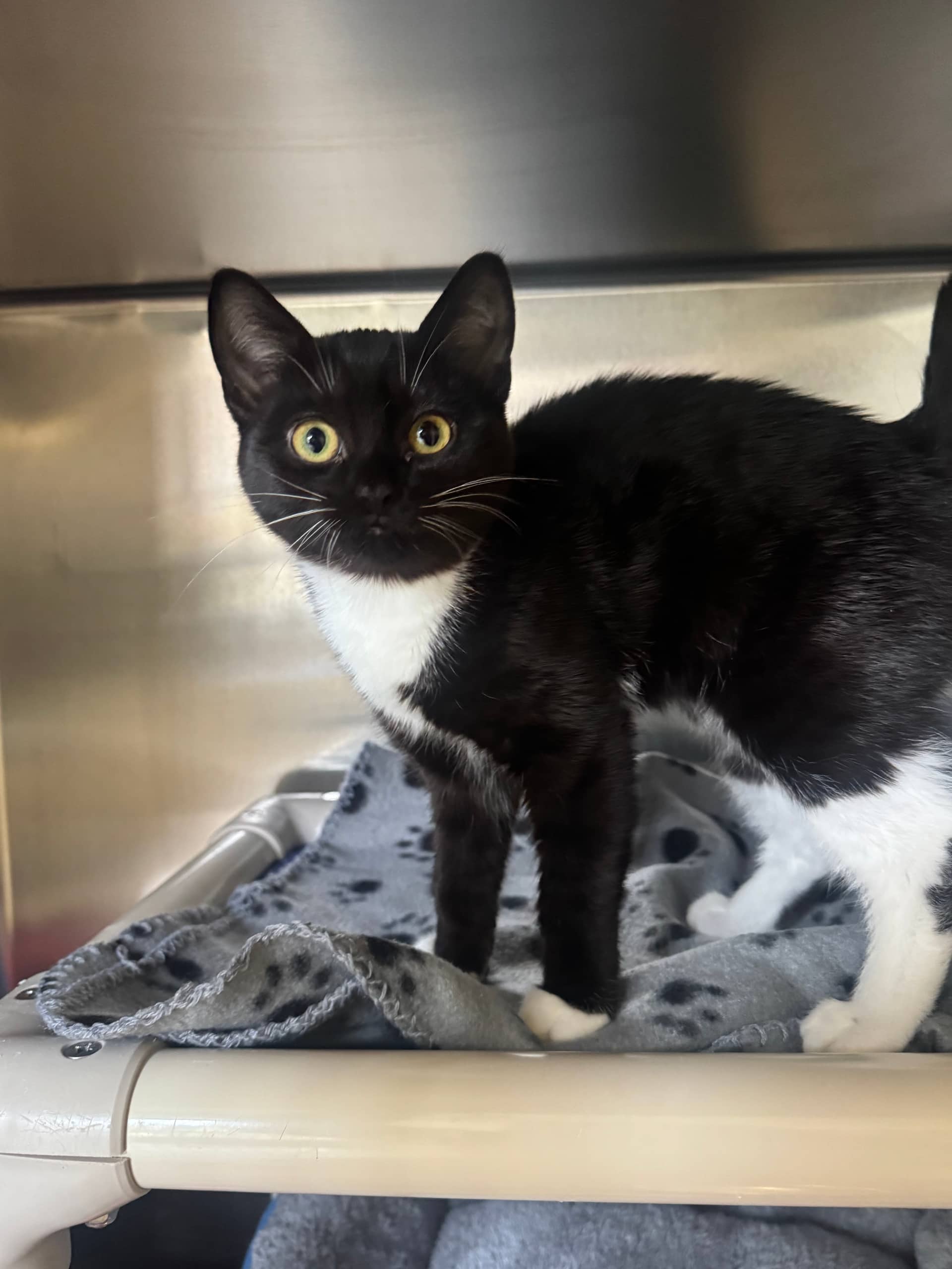 Monkey - Domestic Shorthair cat available for adoption at Ontario SPCA (Toronto Area) in Whitby