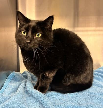 Makade - Domestic Shorthair available for adoption