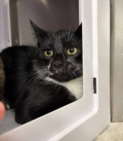 Roadhouse - Domestic Shorthair available for adoption