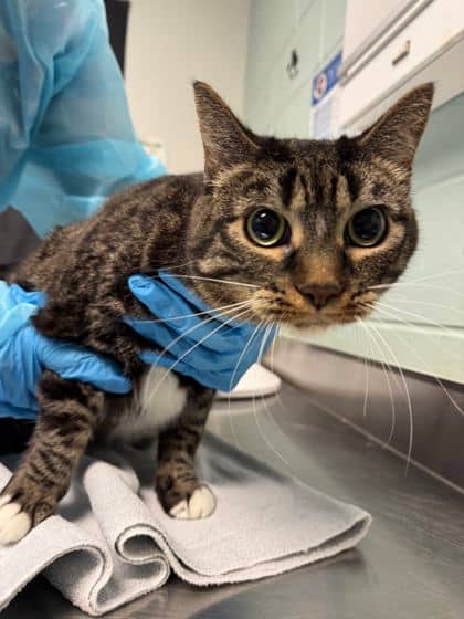 Baby - Domestic Shorthair available for adoption