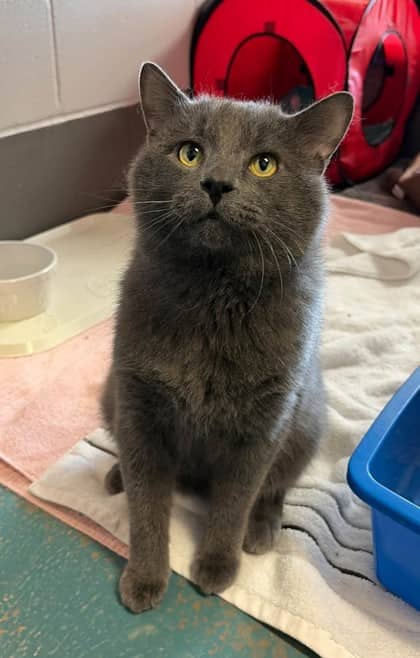 Hickory - Domestic Shorthair available for adoption