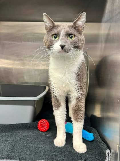 Ritz - Domestic Shorthair available for adoption