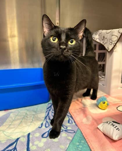 Midnight - Domestic Shorthair available for adoption