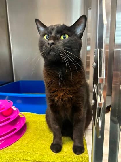 Felix - Domestic Shorthair available for adoption