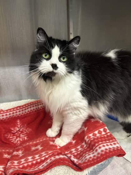 Daphne - Domestic Longhair available for adoption