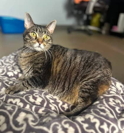 Macie - Domestic Shorthair available for adoption