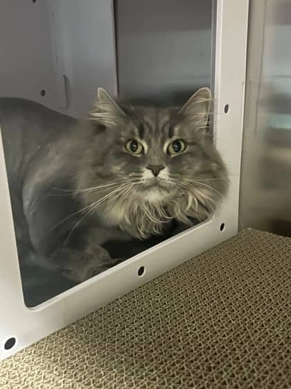 Tawny - Domestic Longhair cat available for adoption at Ontario SPCA (Thunder Bay) in Thunder Bay