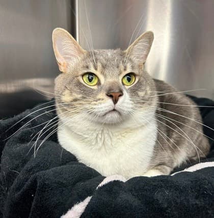 Azreal - Domestic Shorthair available for adoption