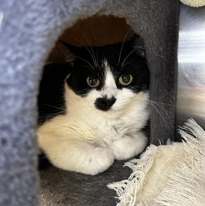 Microwave - Domestic Shorthair available for adoption