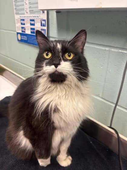 Pepperoni - Domestic Longhair cat available for adoption at Ontario SPCA & Humane Society in Thunder Bay
