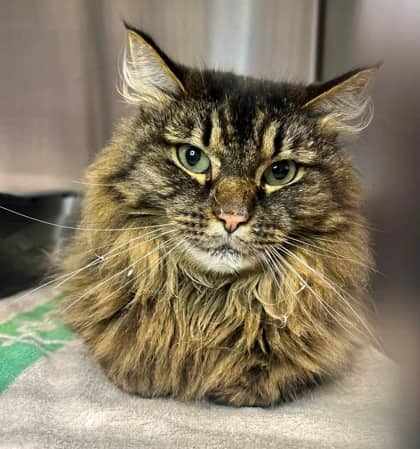 Mowgli - Domestic Longhair cat available for adoption at Ontario SPCA & Humane Society in Thunder Bay
