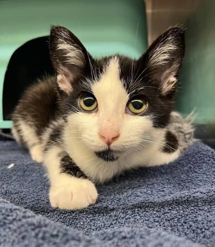 Squeak - Domestic Shorthair cat available for adoption at Ontario SPCA (Thunder Bay) in Thunder Bay