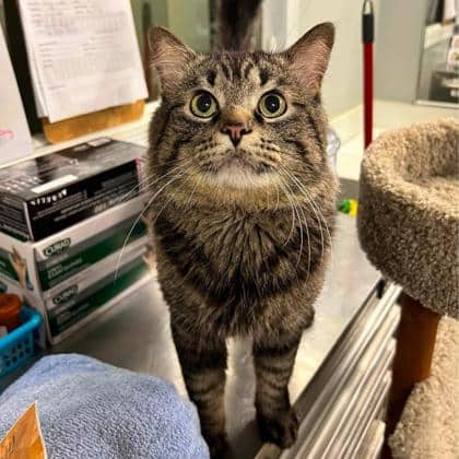 Ash - Domestic Shorthair available for adoption