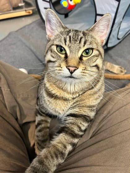 Pharaoh - Domestic Shorthair available for adoption
