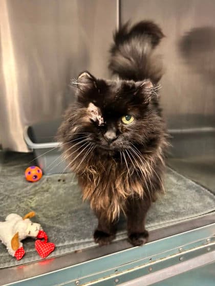 Ivy - Domestic Medium Hair cat available for adoption at Ontario SPCA & Humane Society in Thunder Bay