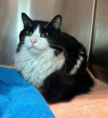 Bear - Domestic Shorthair cat available for adoption at Ontario SPCA & Humane Society in Thunder Bay