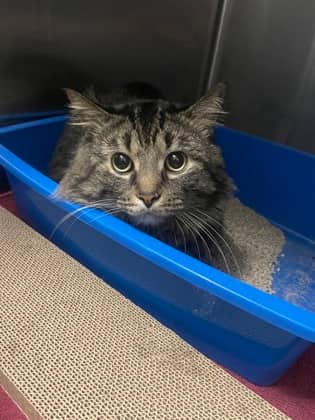 Ash - Domestic Shorthair available for adoption