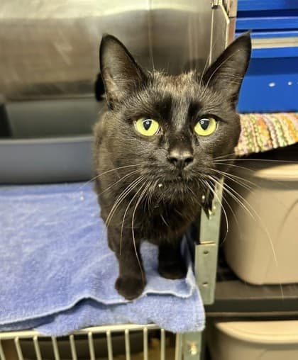 Crumbs - Domestic Shorthair available for adoption
