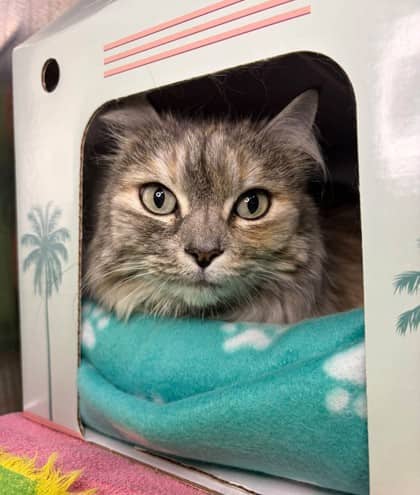 Cassie - Domestic Shorthair cat available for adoption in Ontario