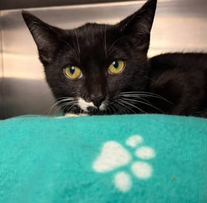 Chuck - Domestic Shorthair available for adoption