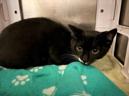 Chuck - Domestic Shorthair available for adoption