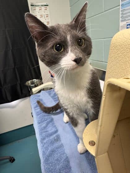 Ritz - Domestic Shorthair cat available for adoption at Ontario SPCA & Humane Society in Thunder Bay