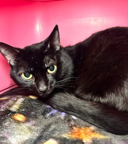 Midnight - Domestic Shorthair available for adoption
