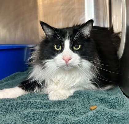Milo - Domestic Medium Hair cat available for adoption at Ontario SPCA & Humane Society in Thunder Bay