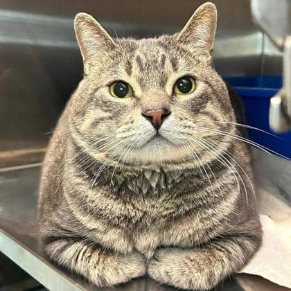 Bailey - Domestic Shorthair available for adoption