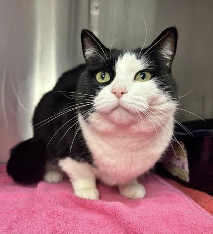 Patches - Domestic Shorthair available for adoption